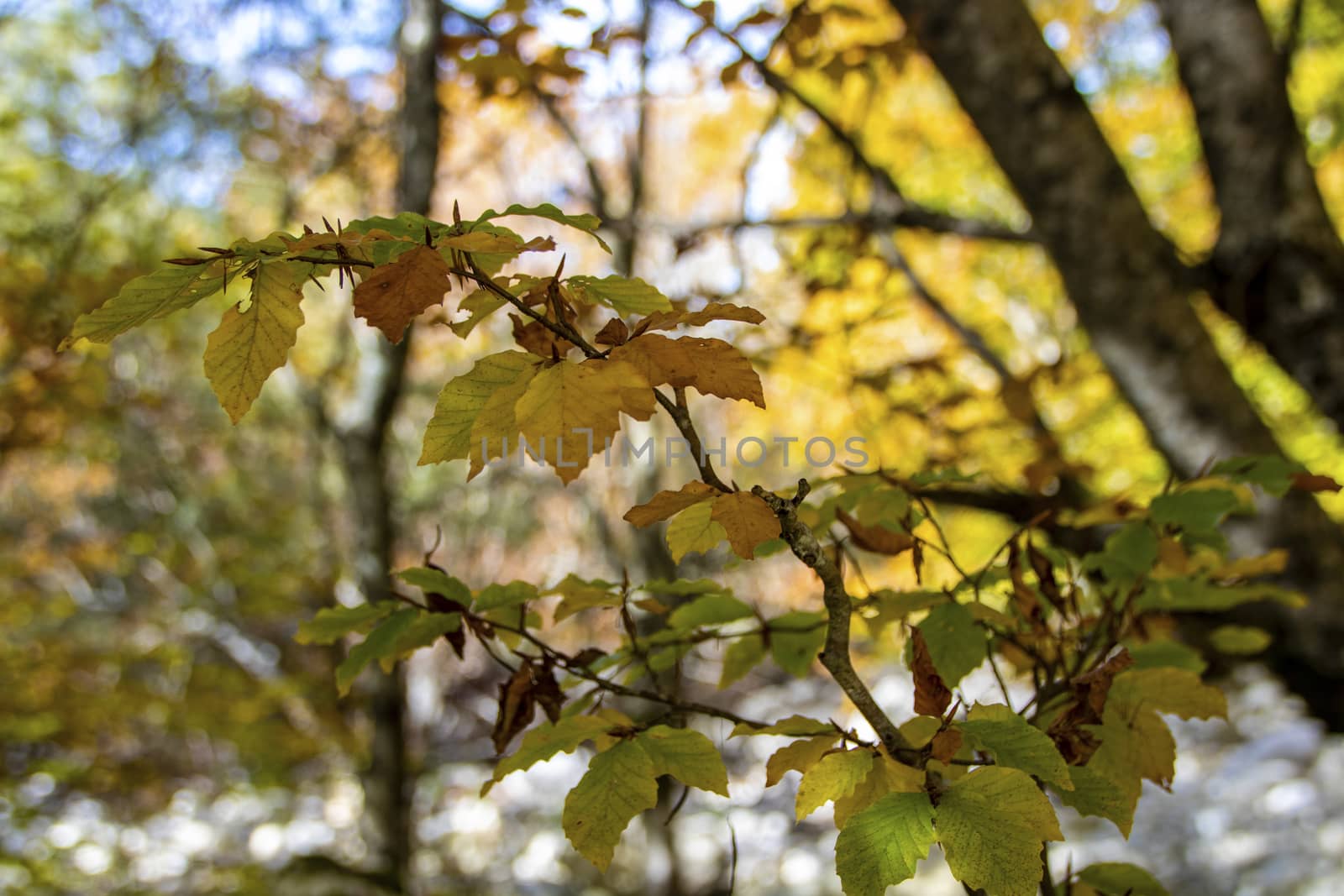 Beech woods of Abruzzo national park in autumn, Italy