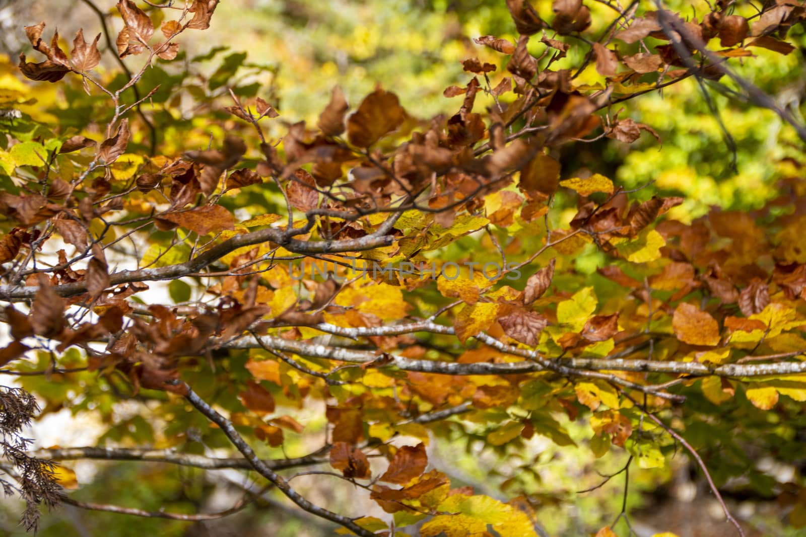 autumnal foliage in the beech woods of Abruzzo national park in Italy