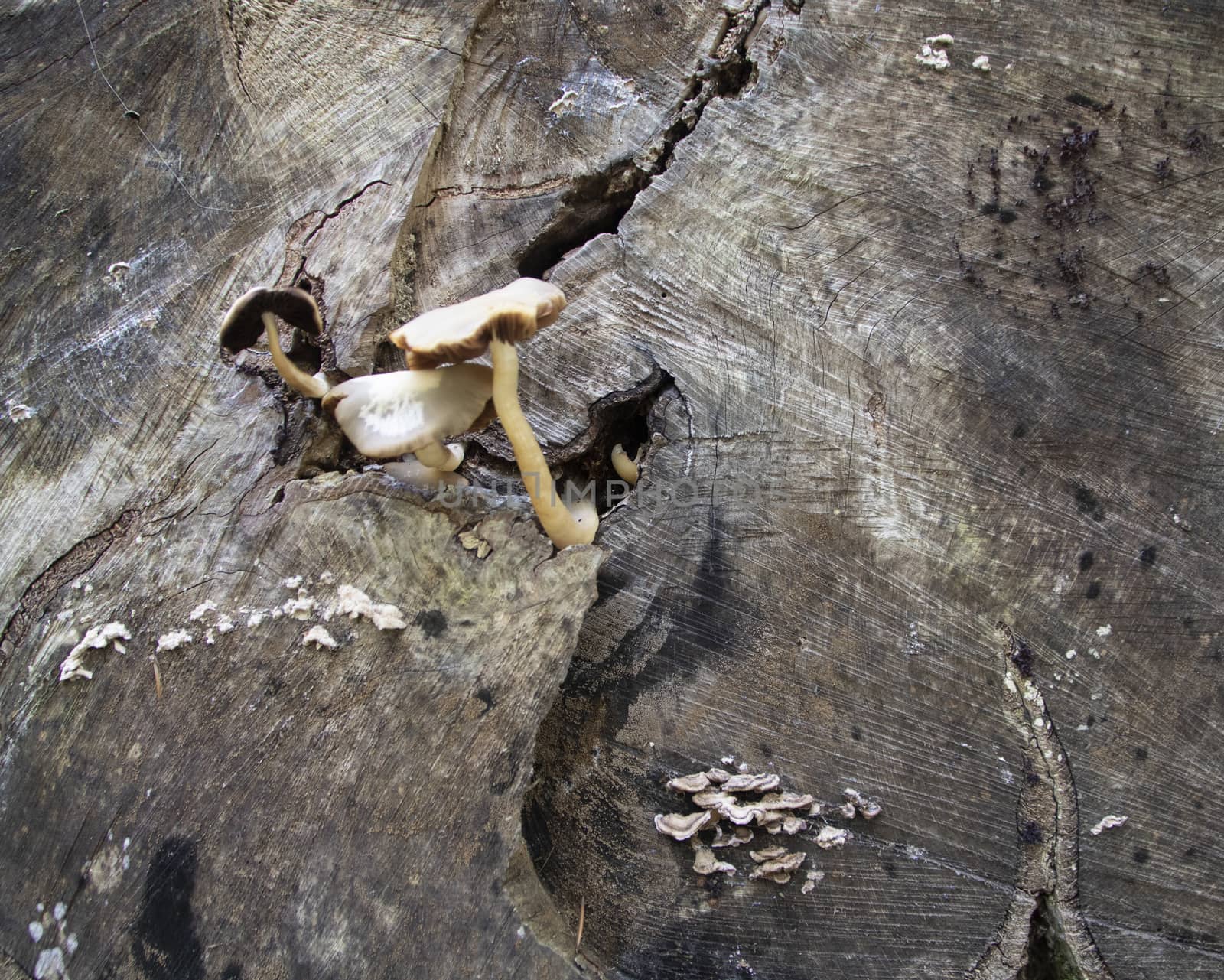 mushrooms growing on a tree trunk in Autumn