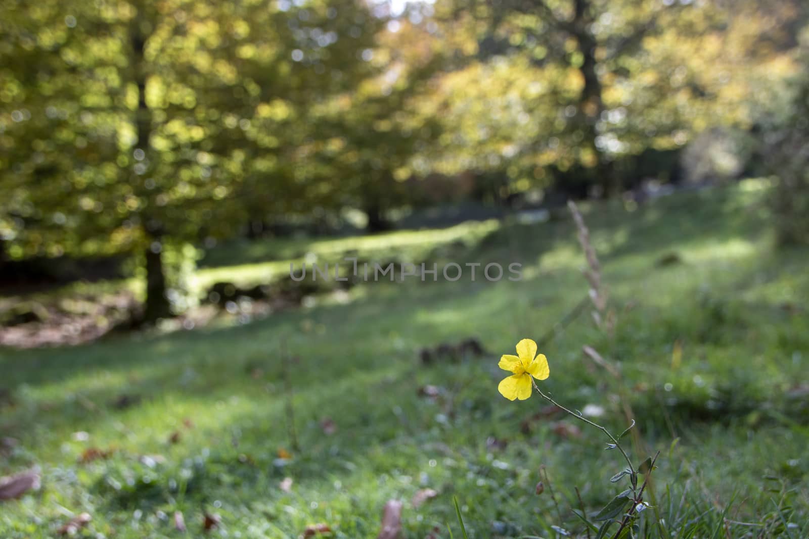 Beech woods of Abruzzo national park in autumn, Italy