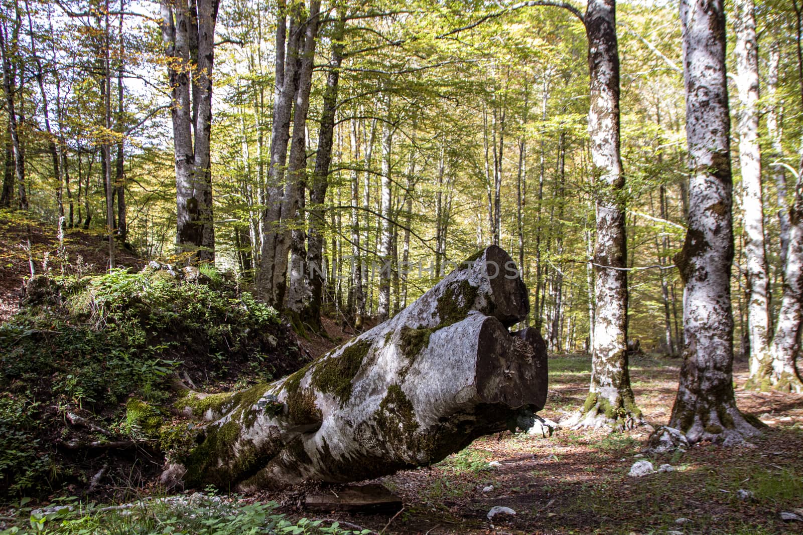 Beech woods of Abruzzo national park in autumn, Italy