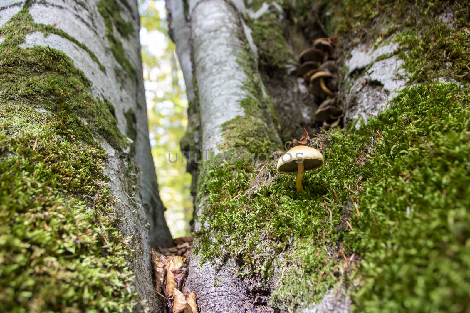mushrooms growing in the woods of Abruzzo National Park