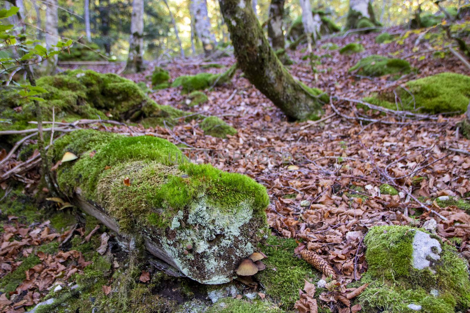 Beech woods of Abruzzo national park in autumn, Italy