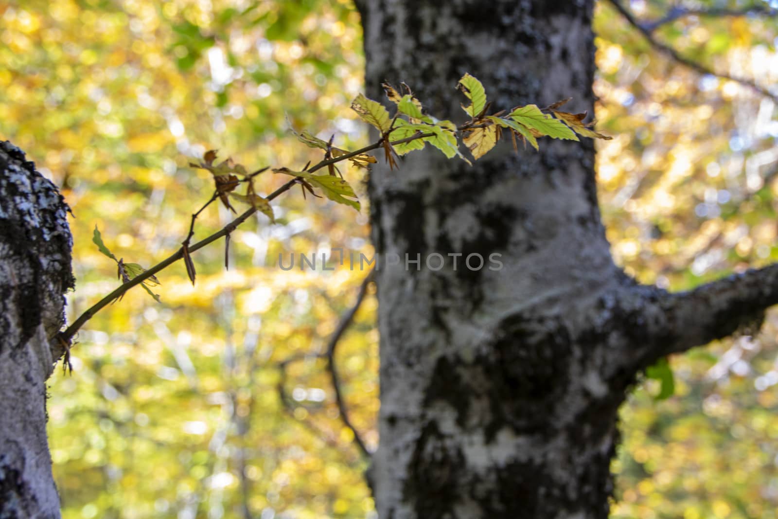 autumnal foliage in the beech woods of Abruzzo national park in Italy