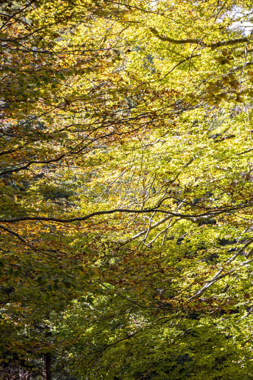 autumnal foliage in the beech woods of Abruzzo national park in Italy