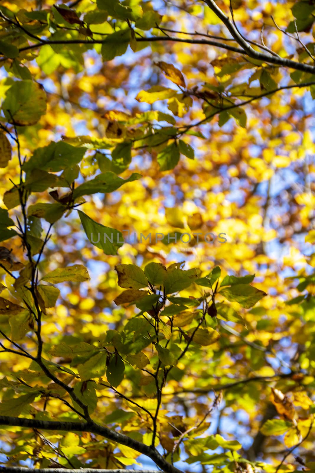 autumnal foliage in the beech woods of Abruzzo national park in Italy
