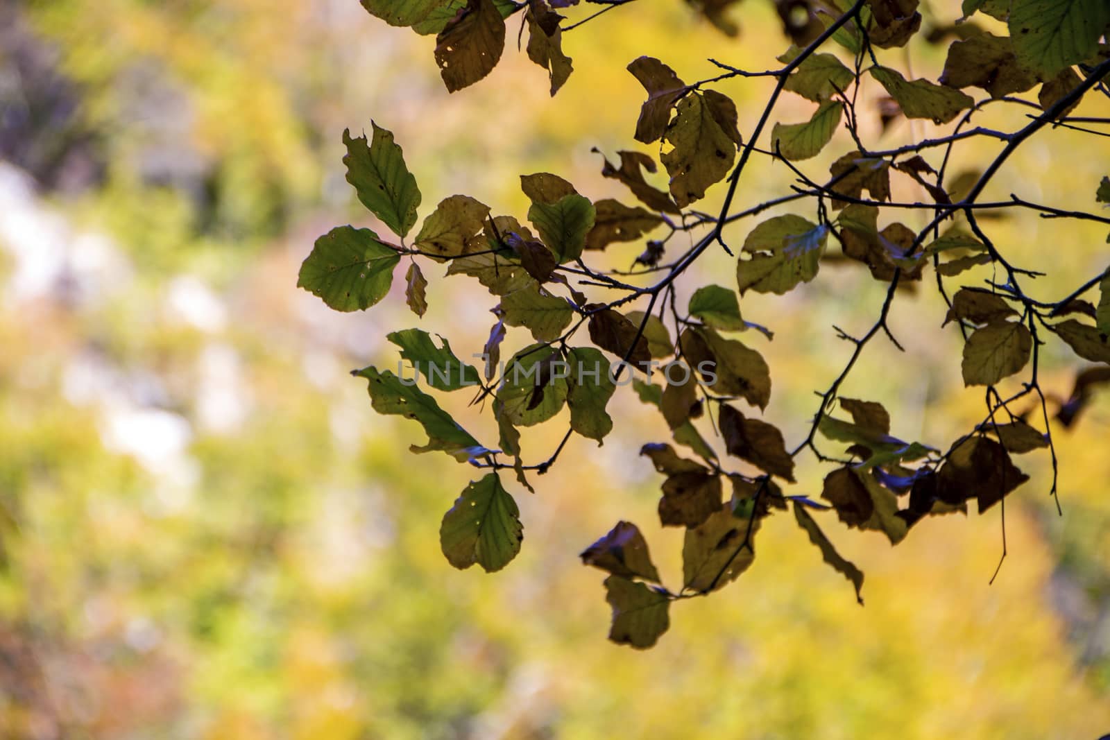 autumnal foliage in the beech woods of Abruzzo national park in Italy