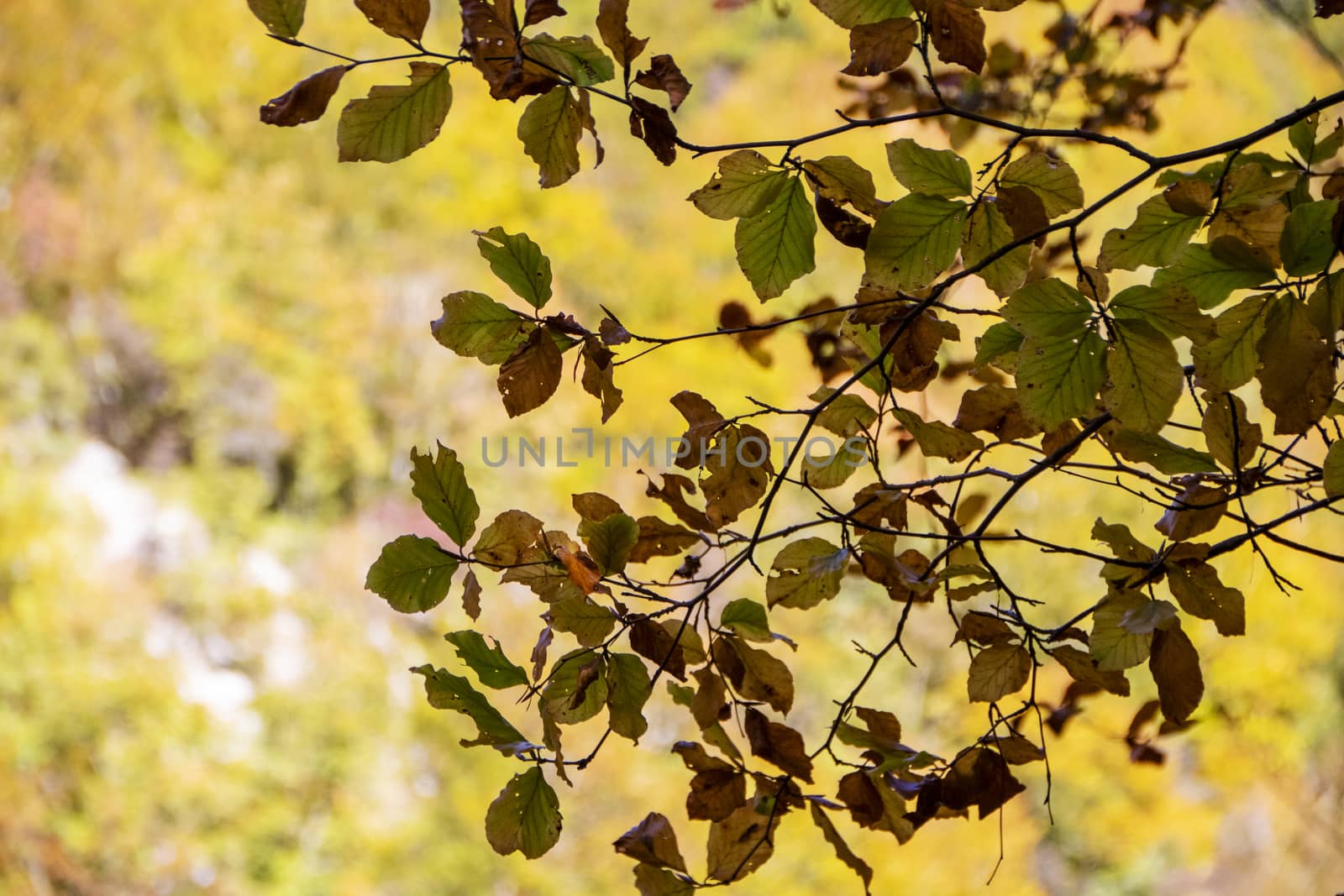 autumnal foliage in the beech woods of Abruzzo national park in Italy