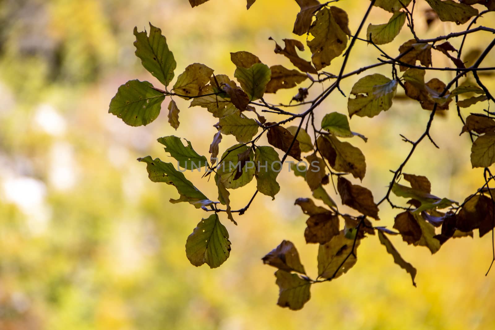 autumnal foliage in the beech woods of Abruzzo national park in Italy
