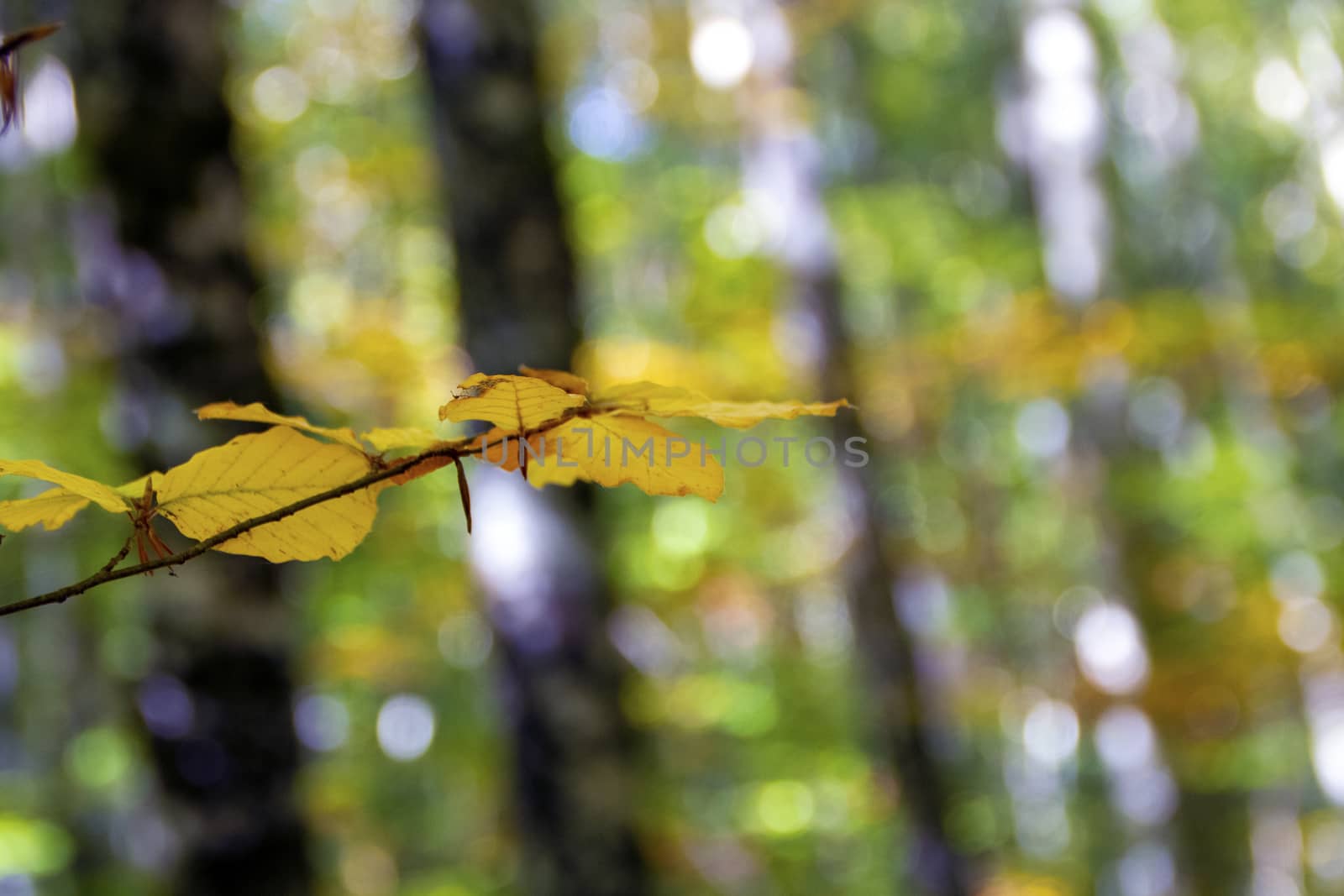 autumnal foliage in the beech woods of Abruzzo national park in Italy