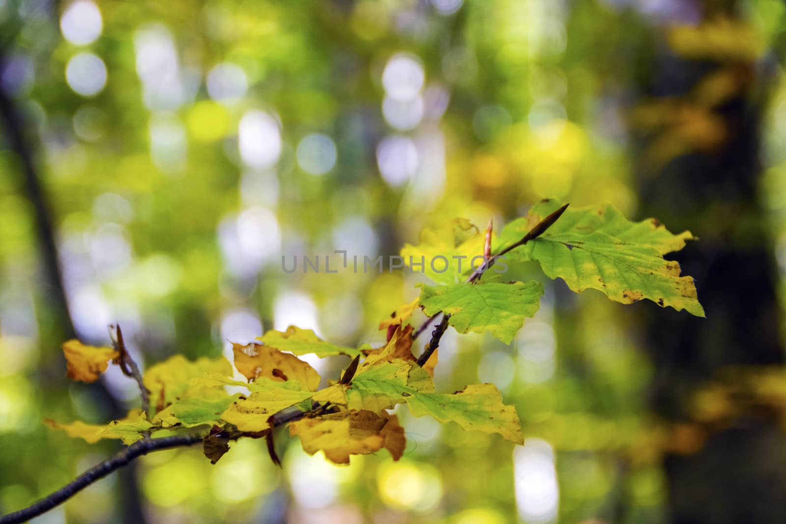 autumnal foliage in the beech woods of Abruzzo national park in Italy