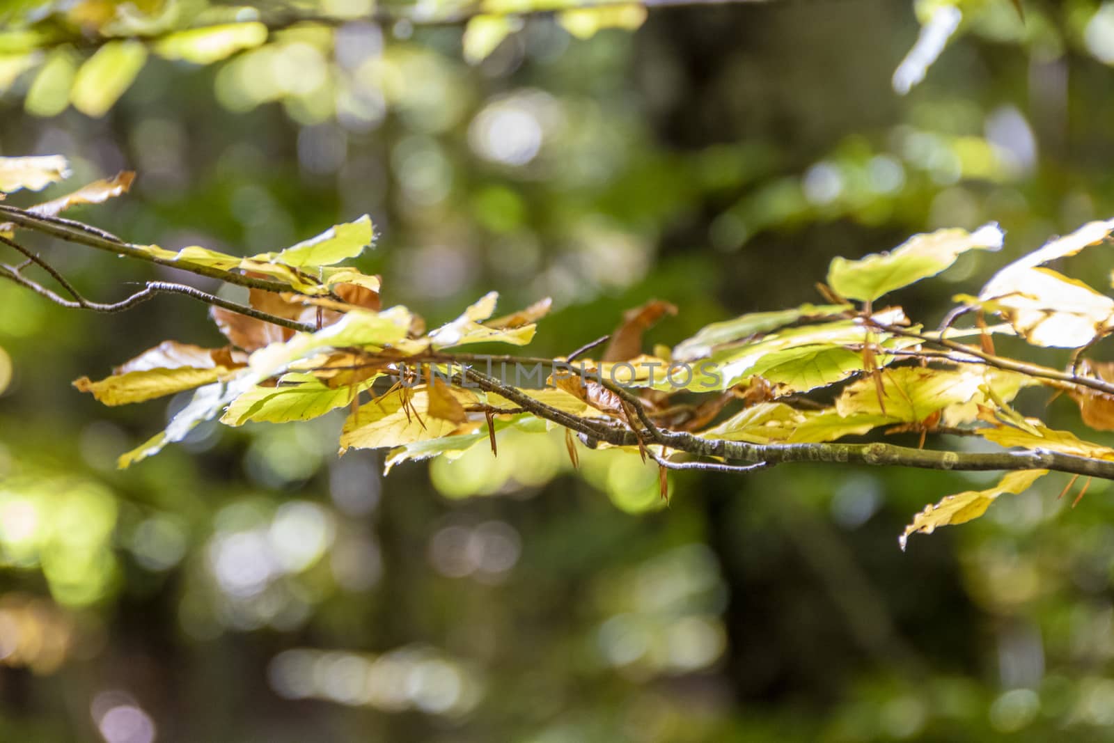 autumnal foliage in the beech woods of Abruzzo national park in Italy