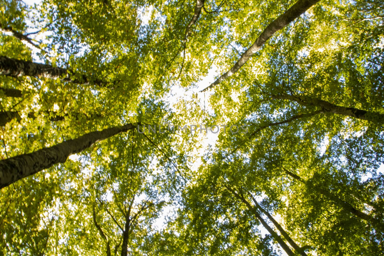 Beech woods of Abruzzo national park in autumn, Italy