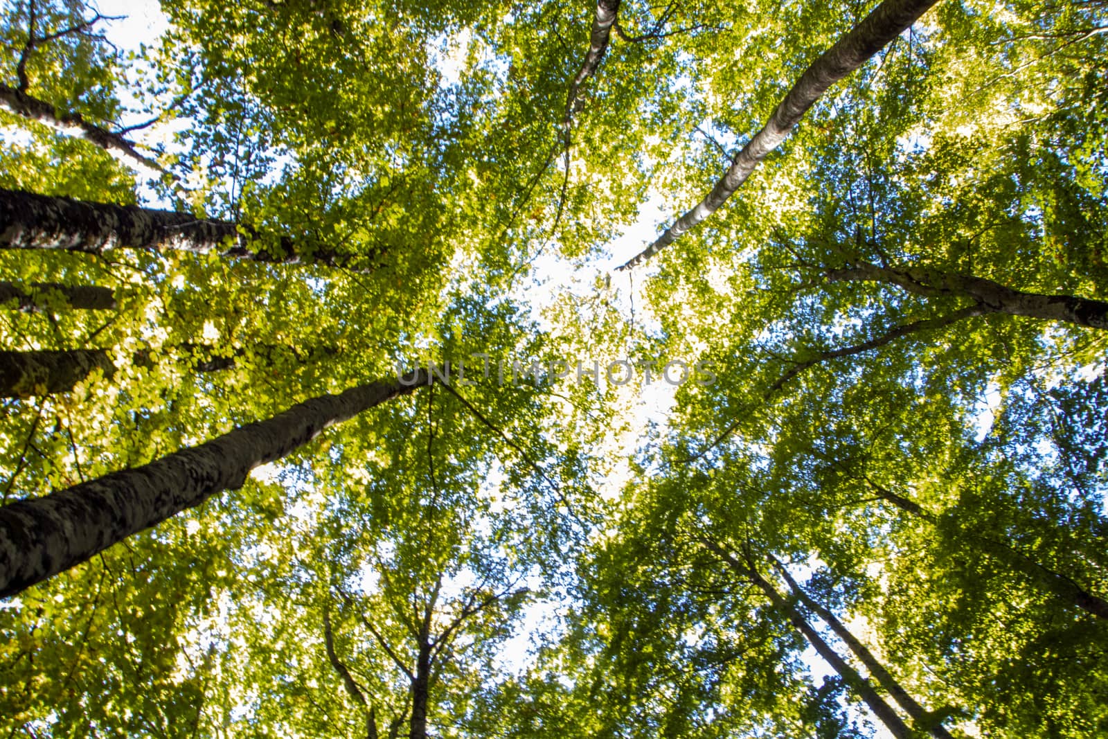 Beech woods of Abruzzo national park in autumn, Italy