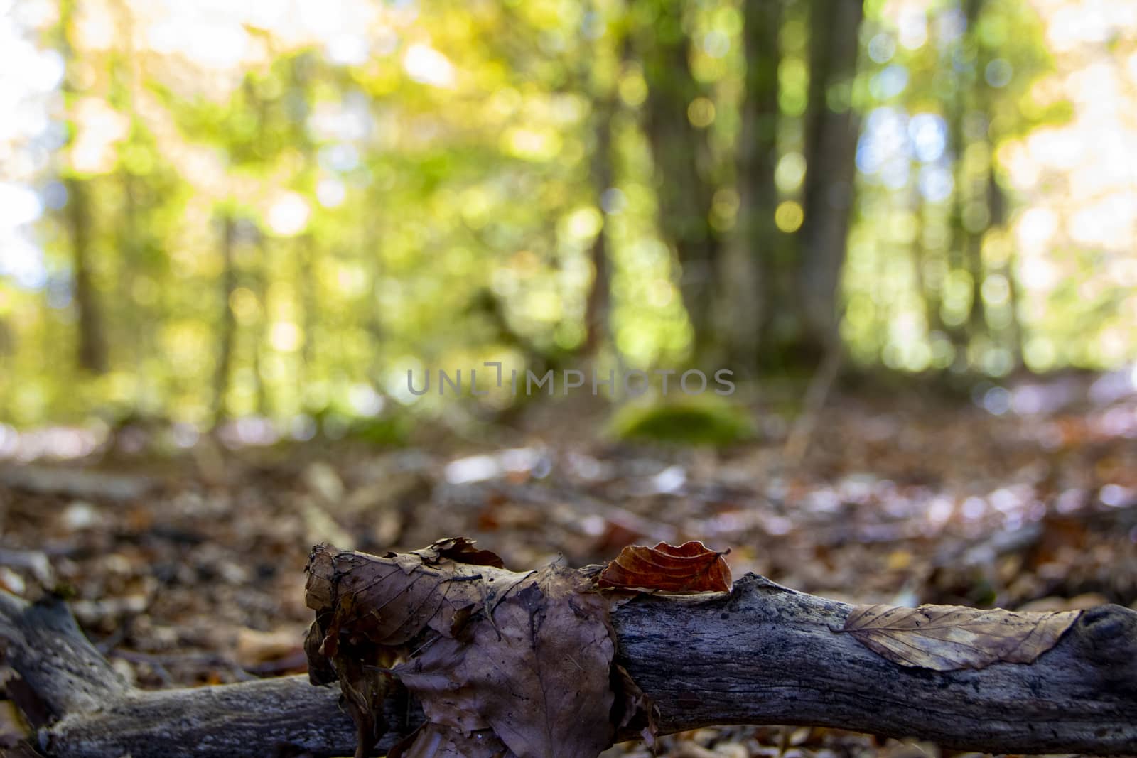 autumnal landscape of val fondillo  in Abruzzo national park, Italy