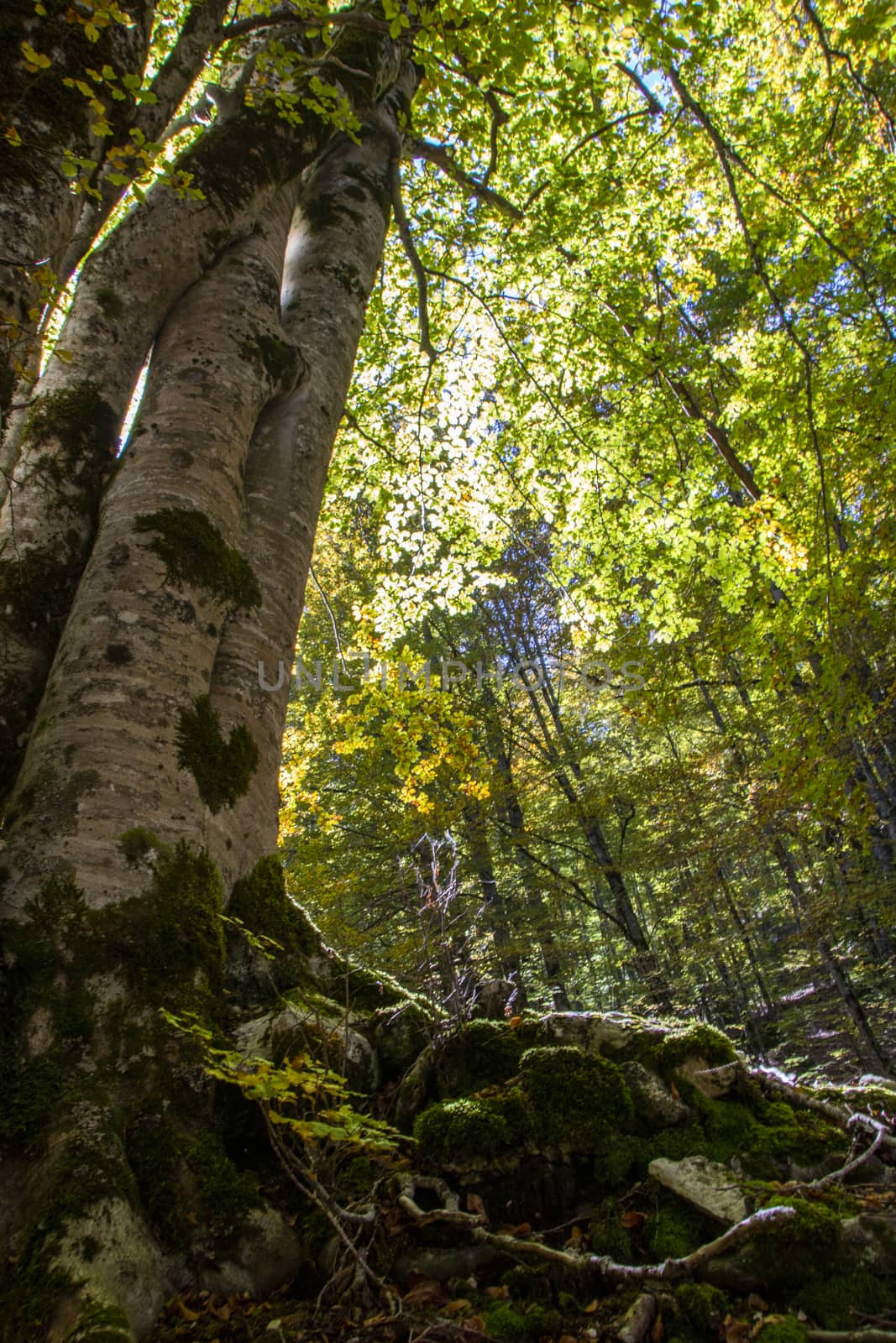sunlight  filtering through tree branches in the autumnal landscape of val fondillo  in Abruzzo national park, Italy