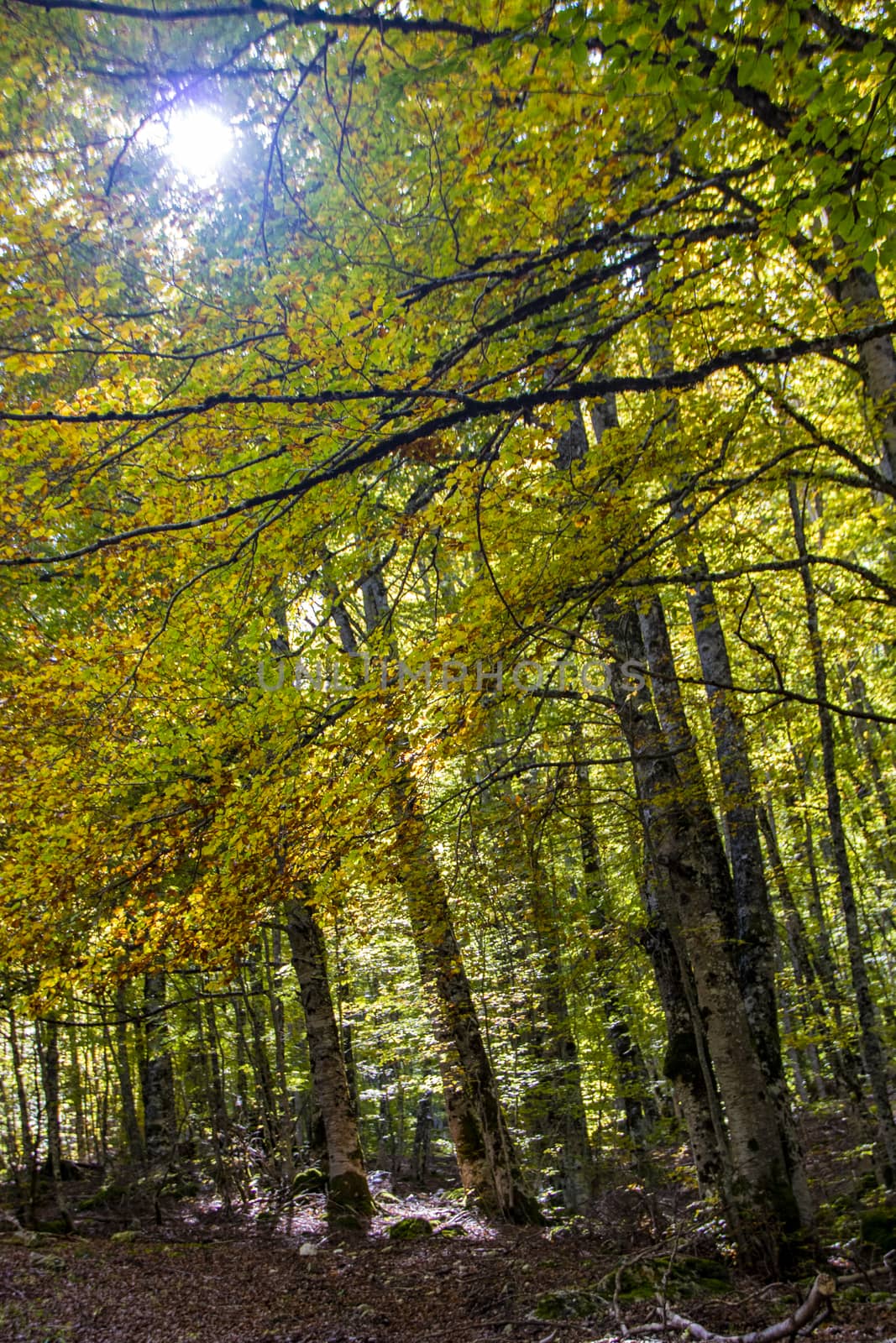 sunlight  filtering through tree branches in the autumnal landscape of val fondillo  in Abruzzo national park, Italy