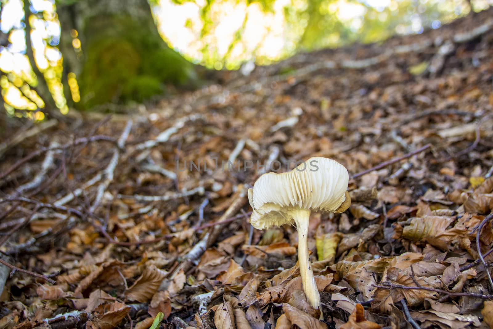 mushrooms growing in the woods of Abruzzo National Park
