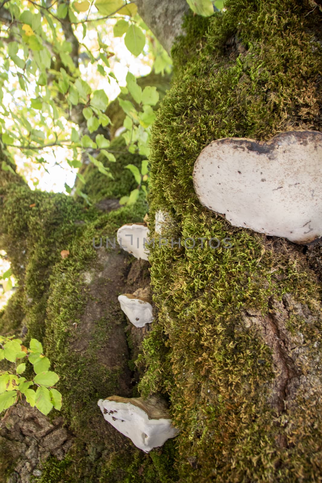 mushrooms growing in the woods of Abruzzo National Park
