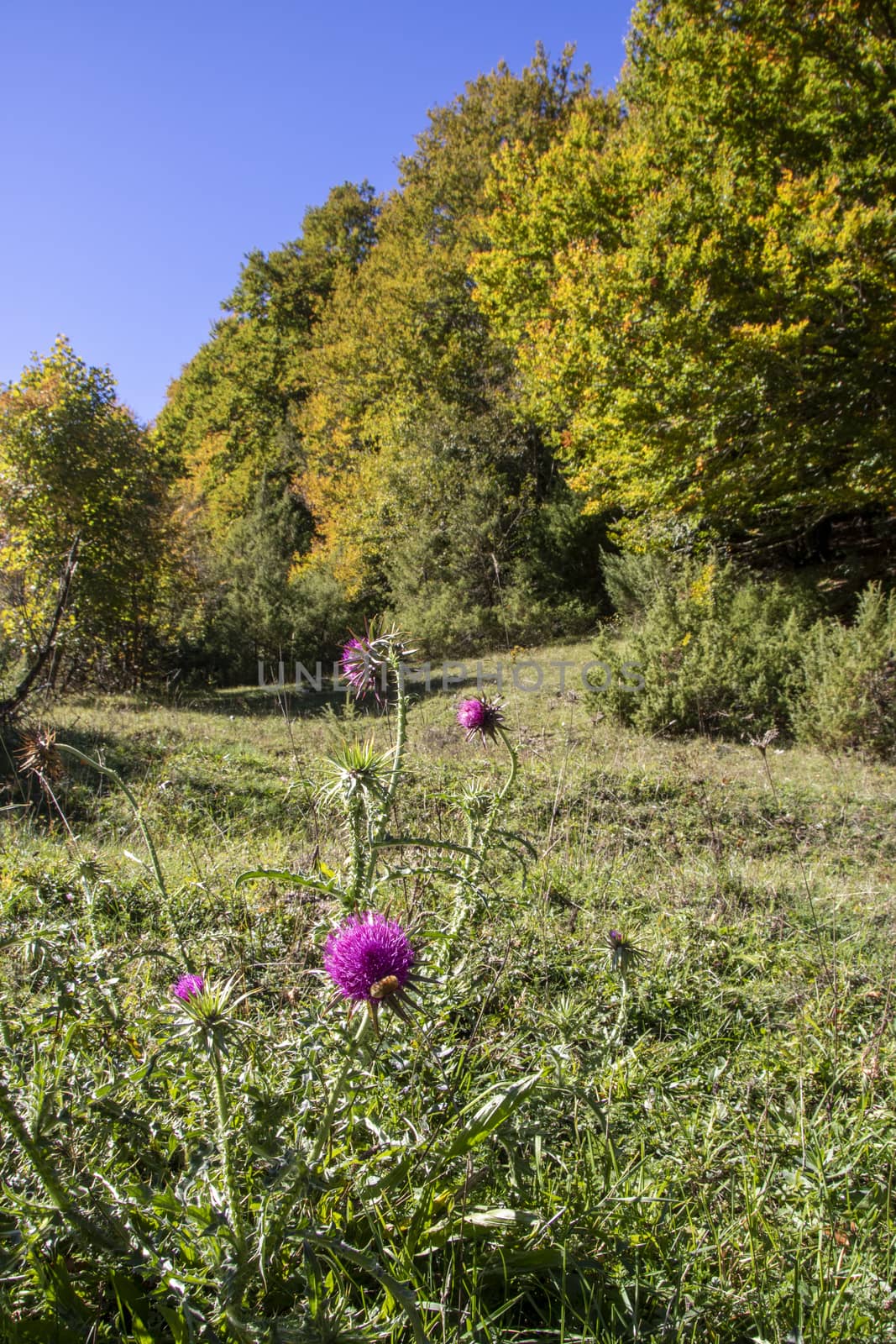 autumnal landscape of val fondillo  in Abruzzo national park, Italy