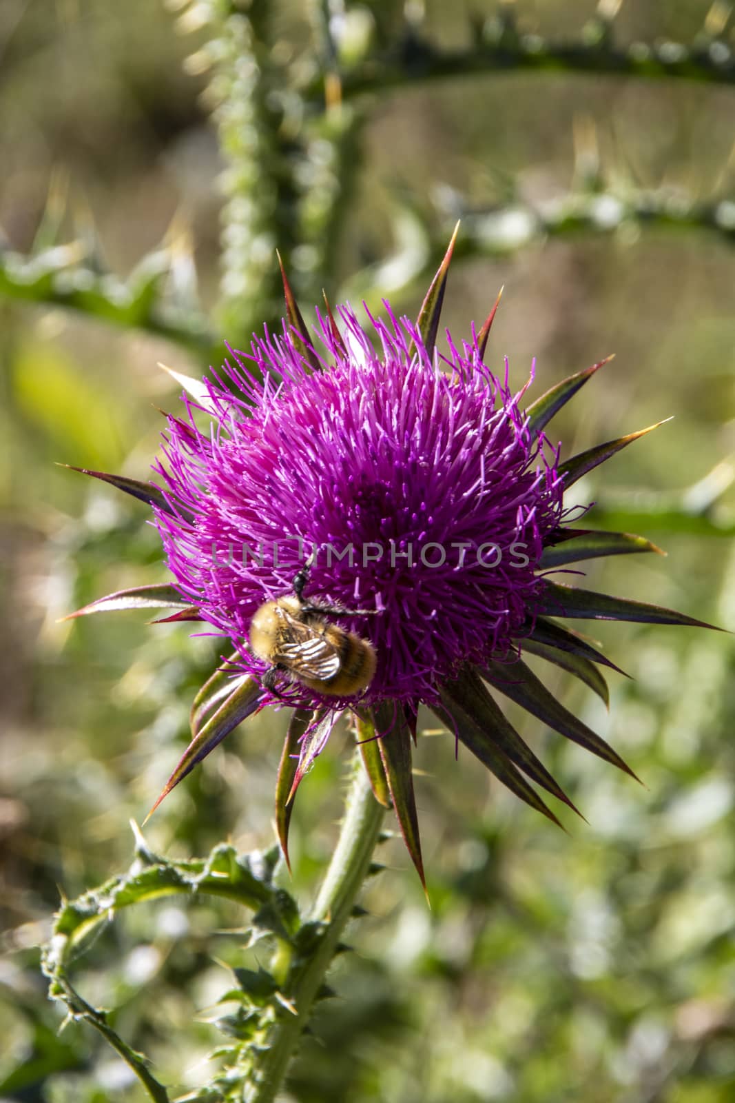 bee on a pink thistle in a field of Abruzzo National park, Italy