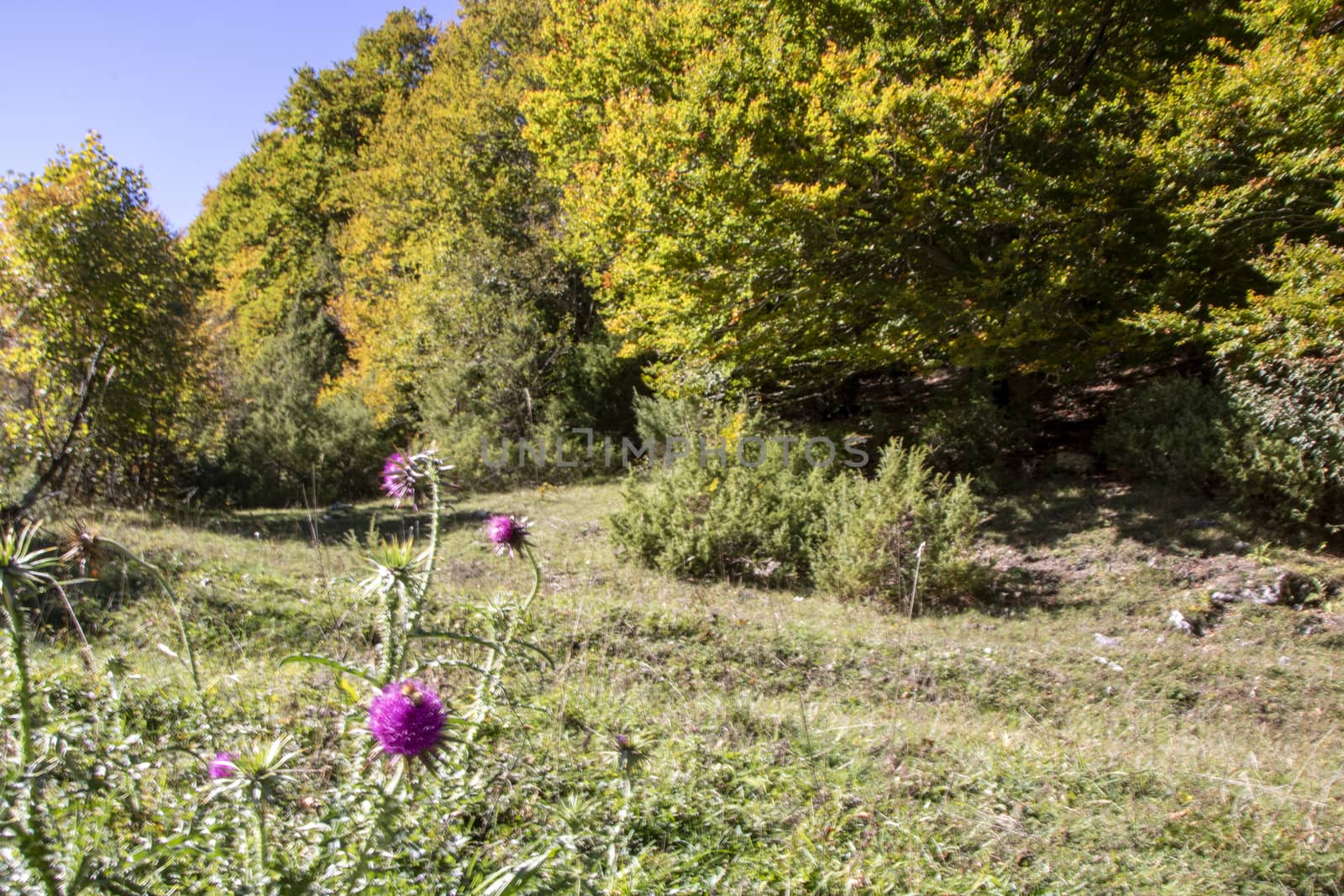 autumnal landscape of val fondillo  in Abruzzo national park, Italy