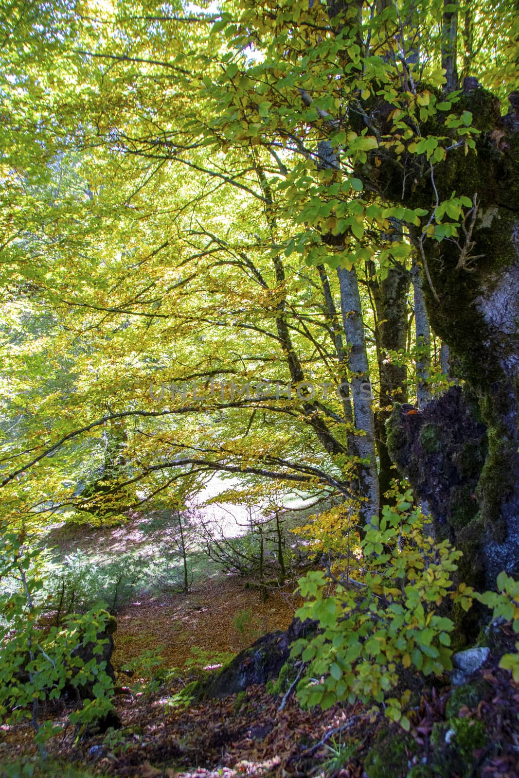 autumnal landscape of val fondillo  in Abruzzo national park, Italy