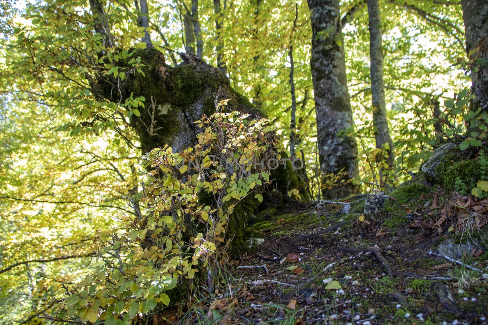 autumnal landscape of val fondillo  in Abruzzo national park, Italy