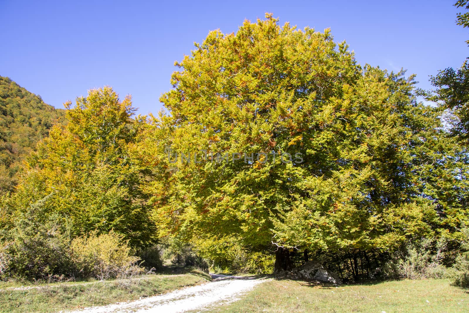 autumnal landscape of val fondillo  in Abruzzo national park, Italy