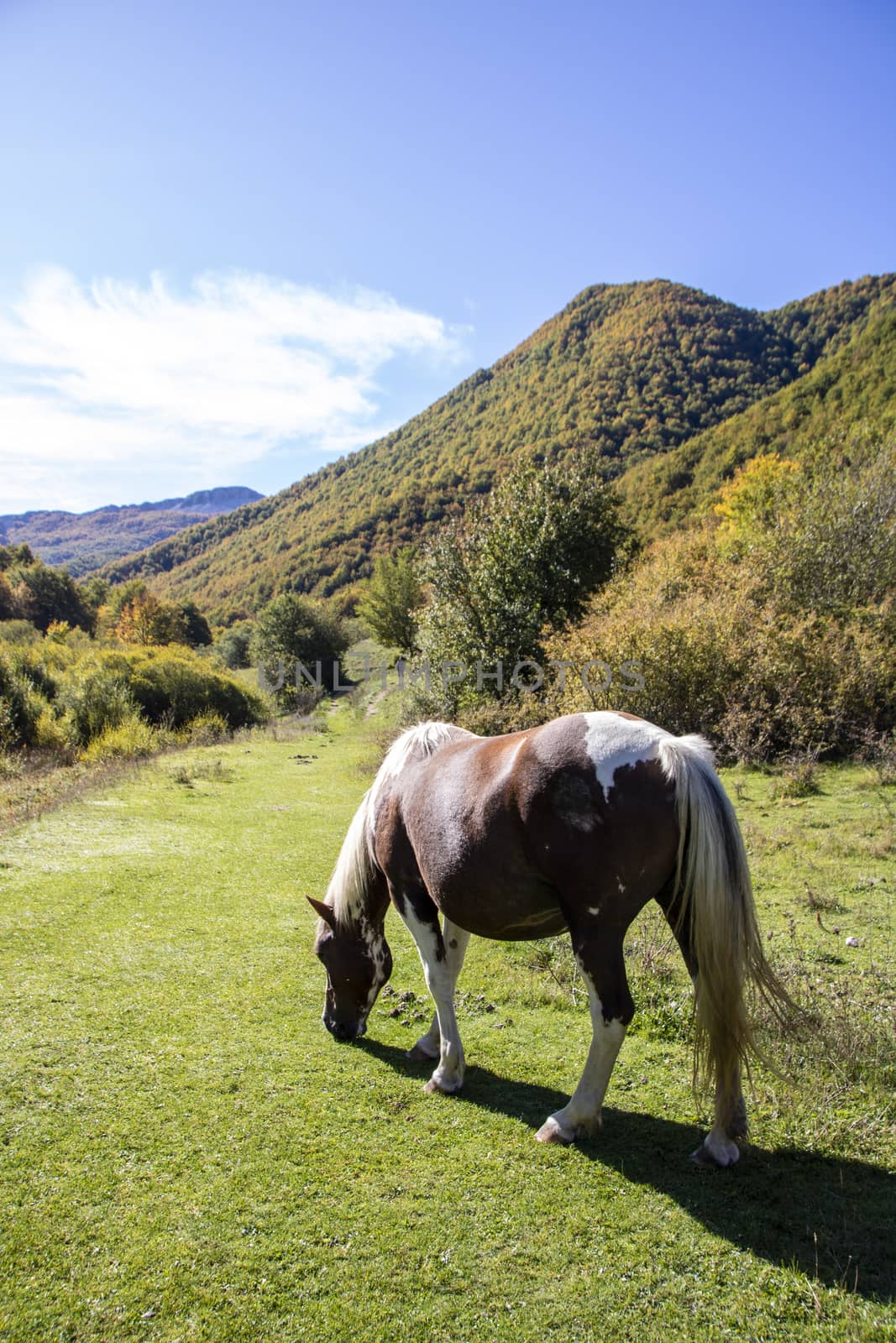 wild horses in Abruzzo National park