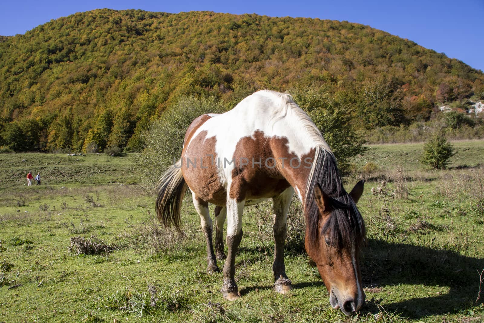 wild horses in Abruzzo National park