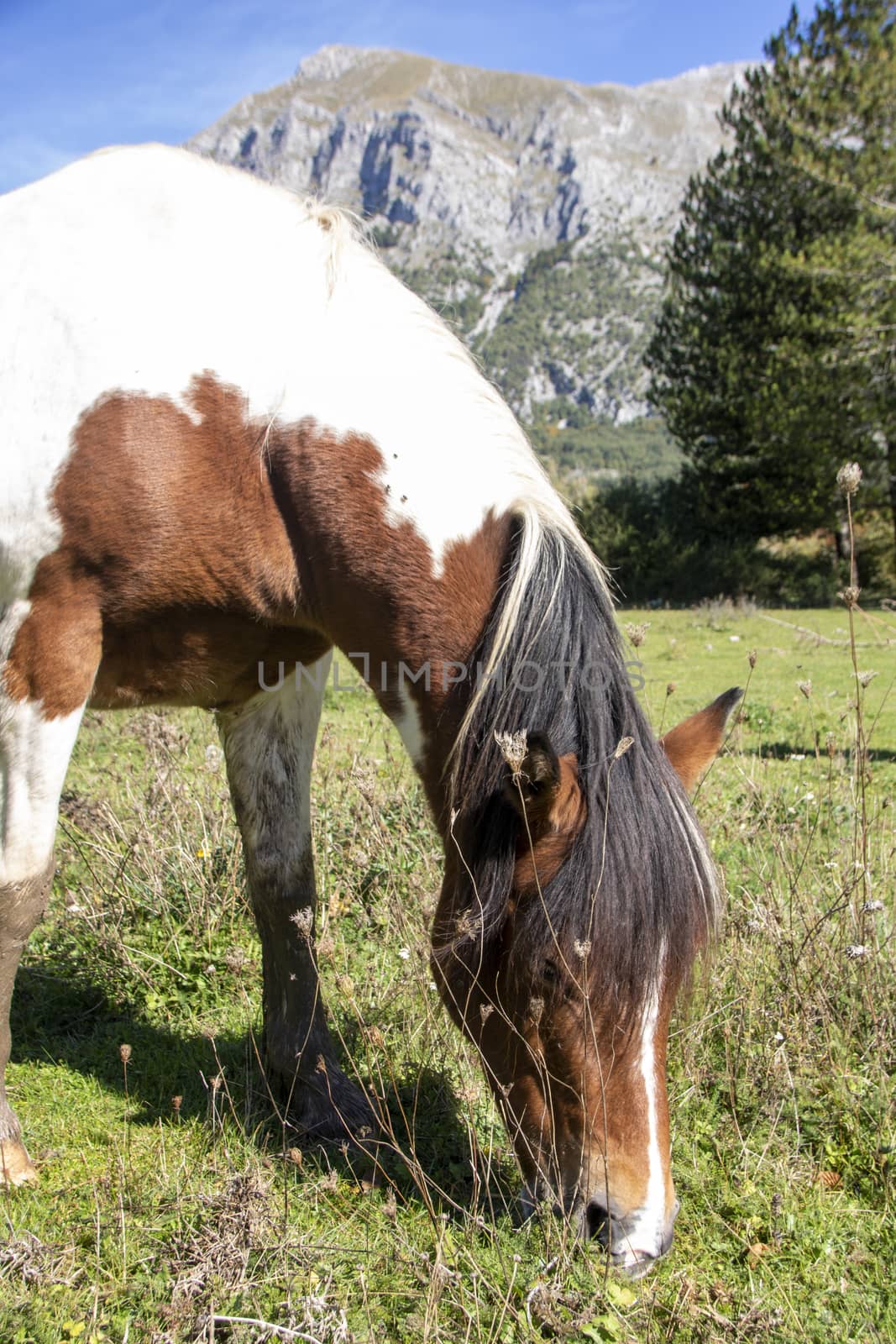 wild horses in Abruzzo National park