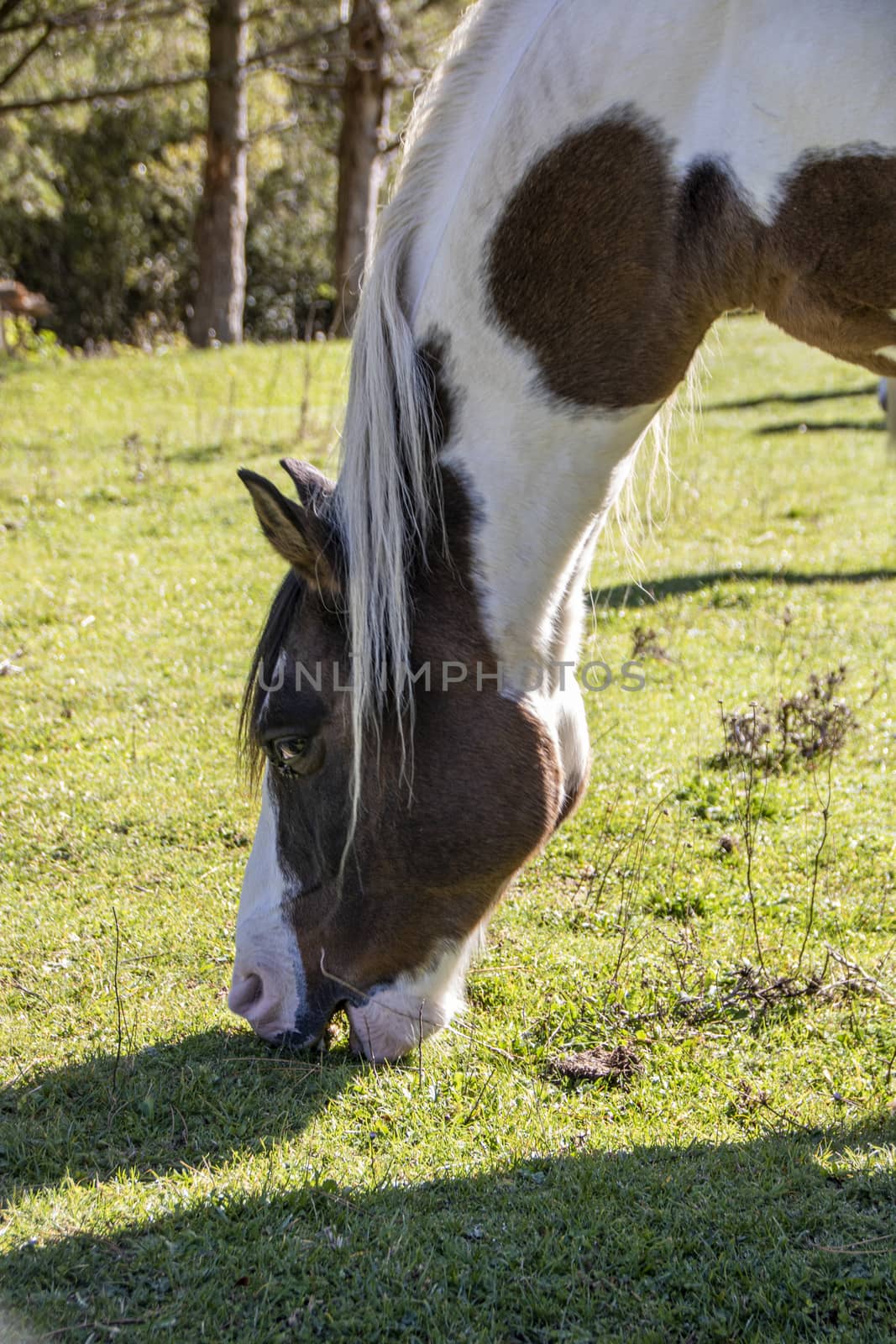 wild horses in Abruzzo National park