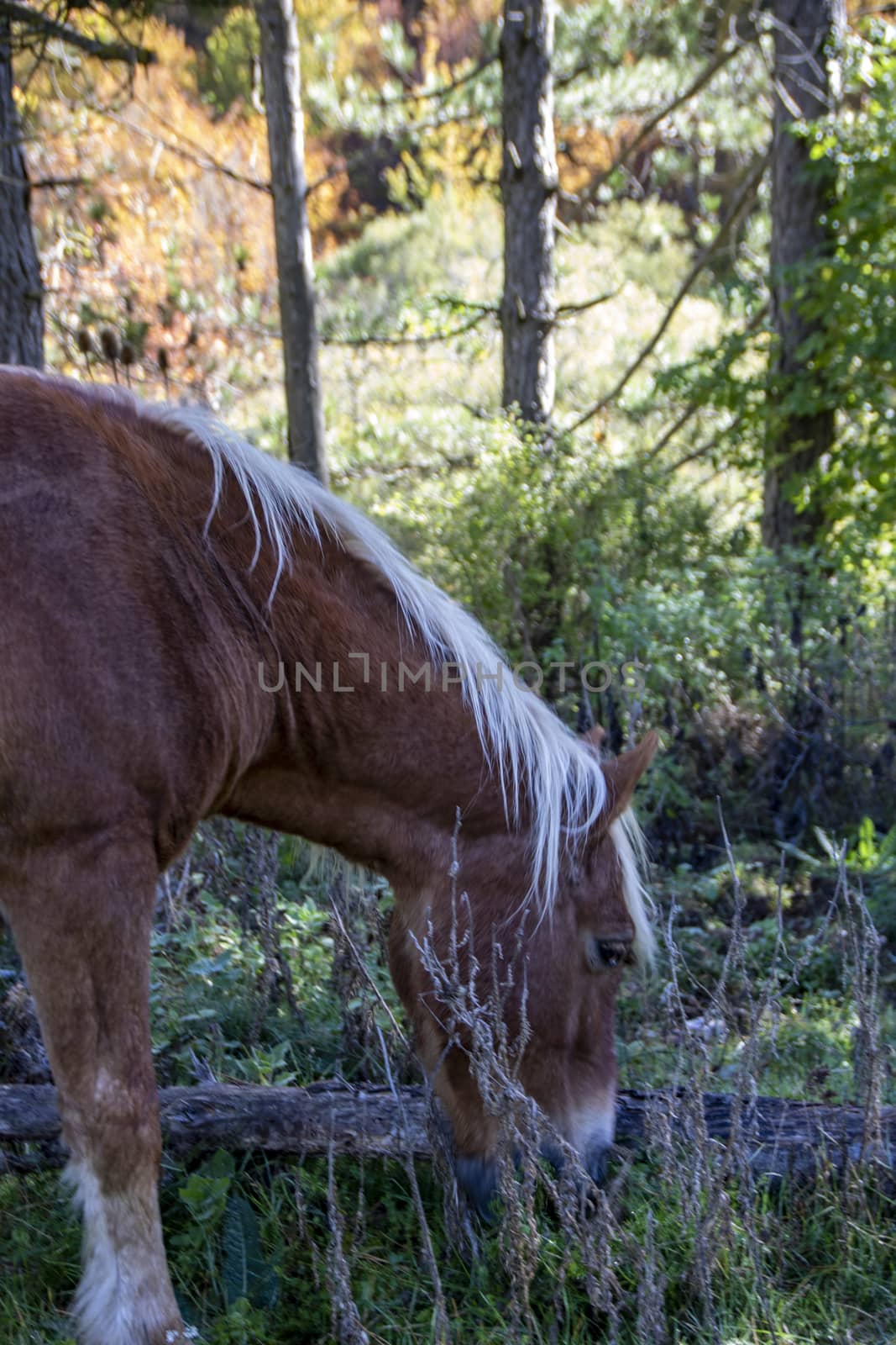 wild horses in Abruzzo National park