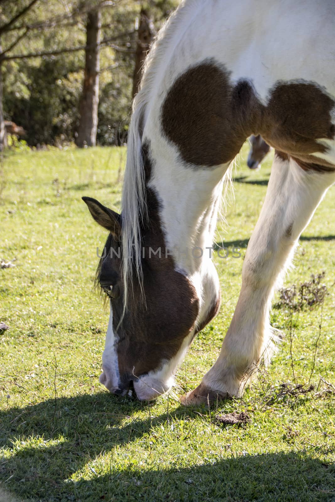 wild horses in Abruzzo National park