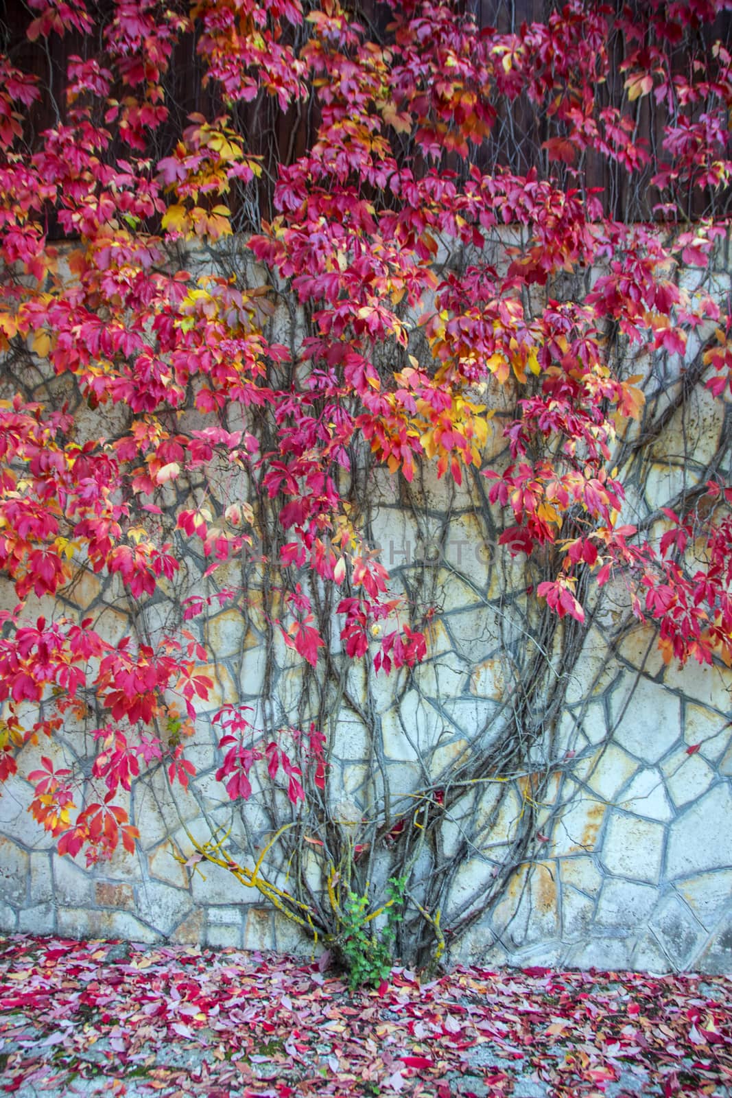 american vine in vibrant red autumnal color  climbing on a wall 