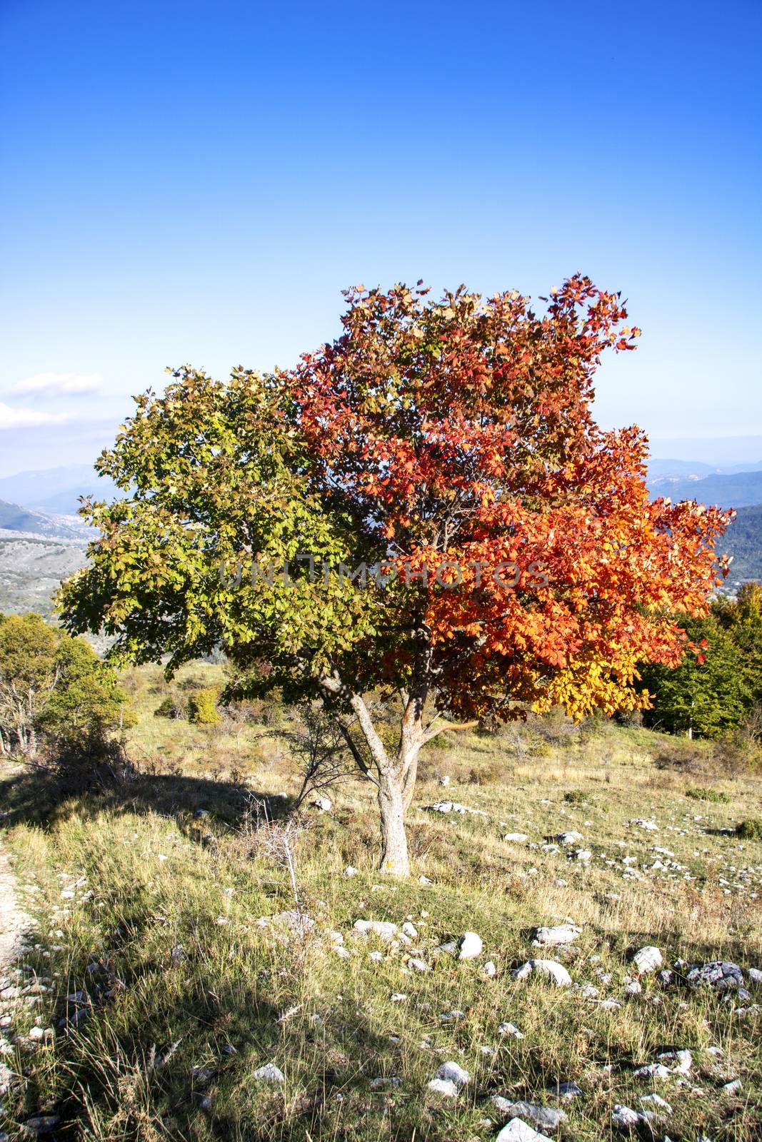 Half green and half red tree for autumnal foliage in Abruzzo National Park, Italy