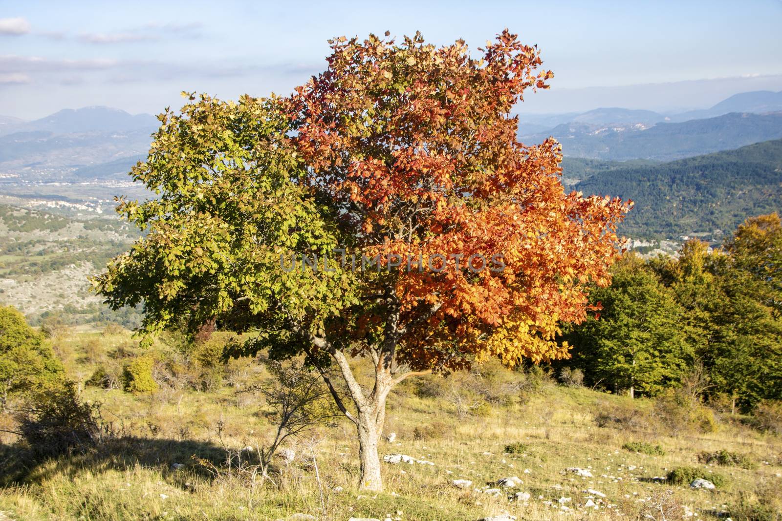 Half green and half red tree for autumnal foliage in Abruzzo National Park, Italy