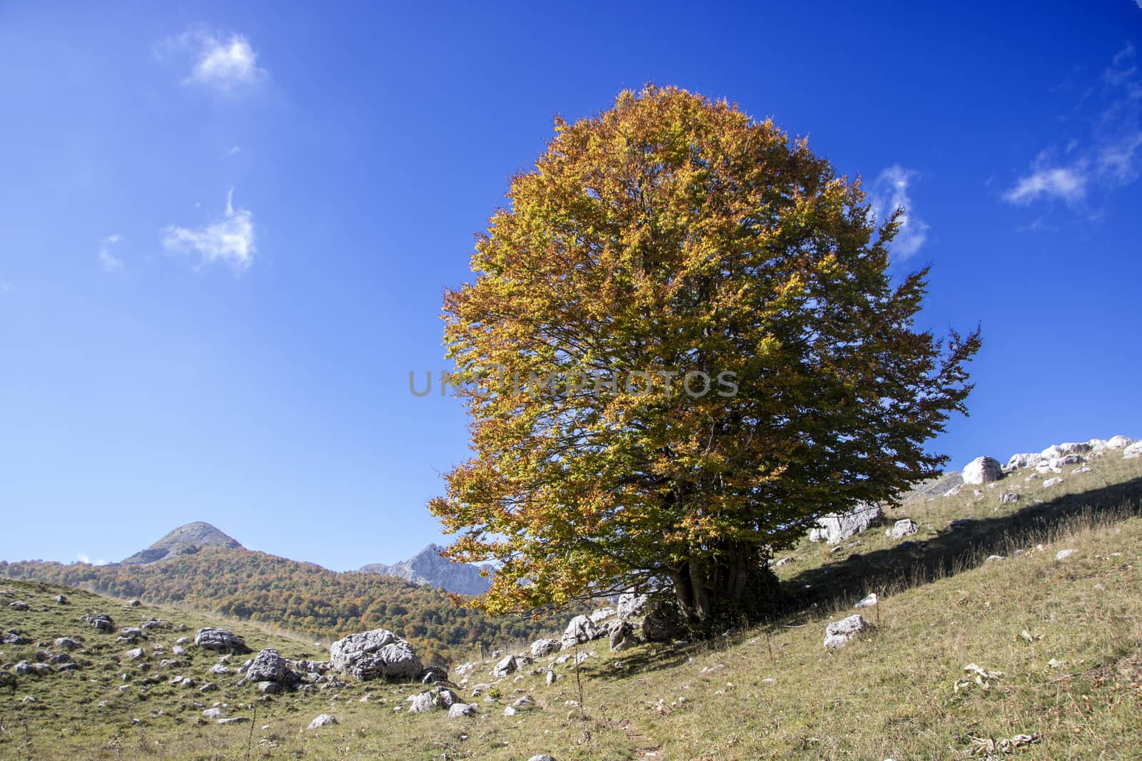 sunny valley in Abruzzo national park in autumn, Italy 