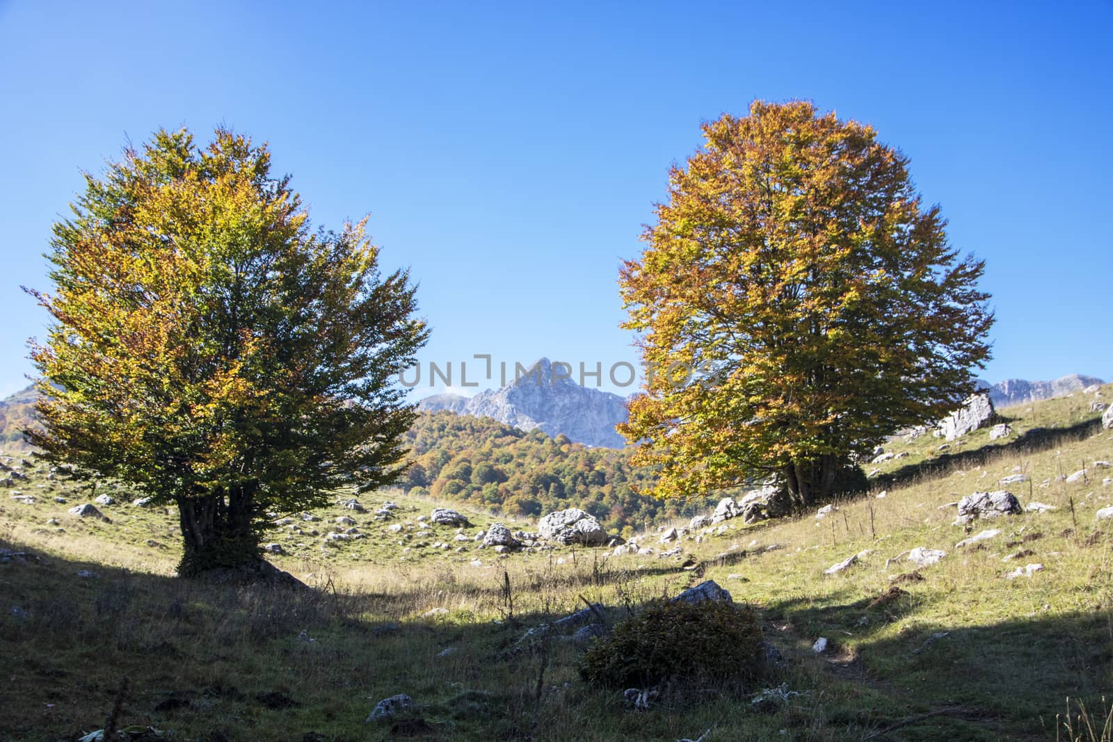 sunny valley in Abruzzo national park in autumn, Italy 