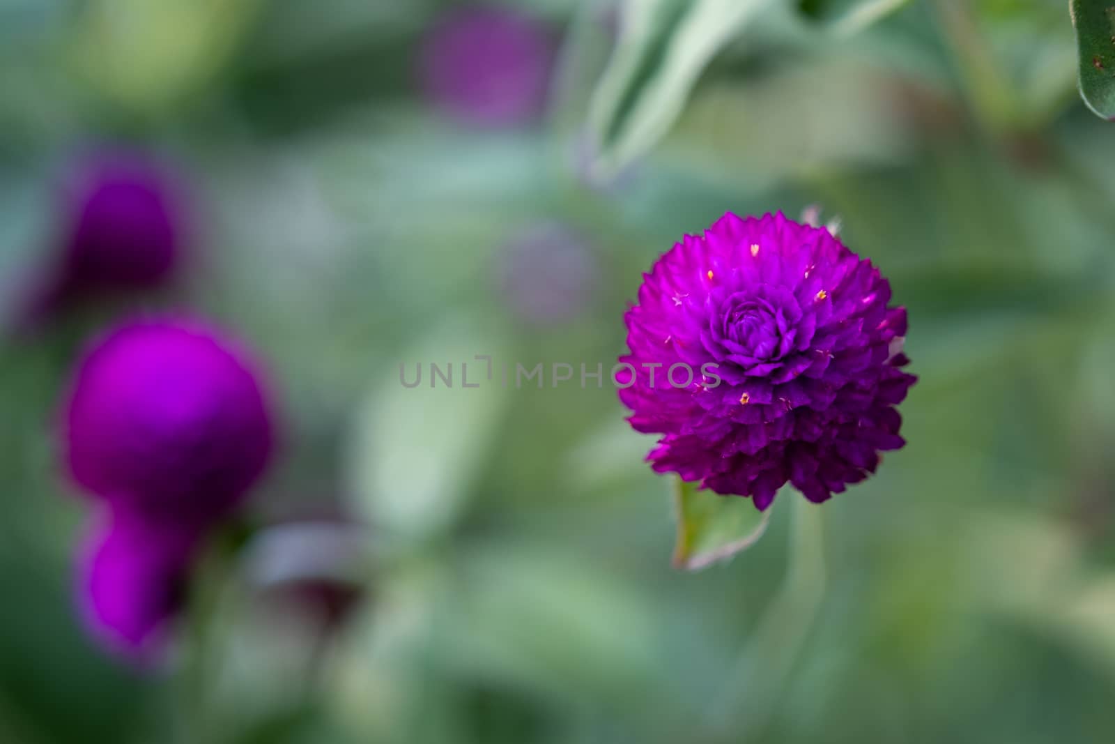 Top view of flowers of Purple Grobe Amaranth or Bachelor's Button by peerapixs