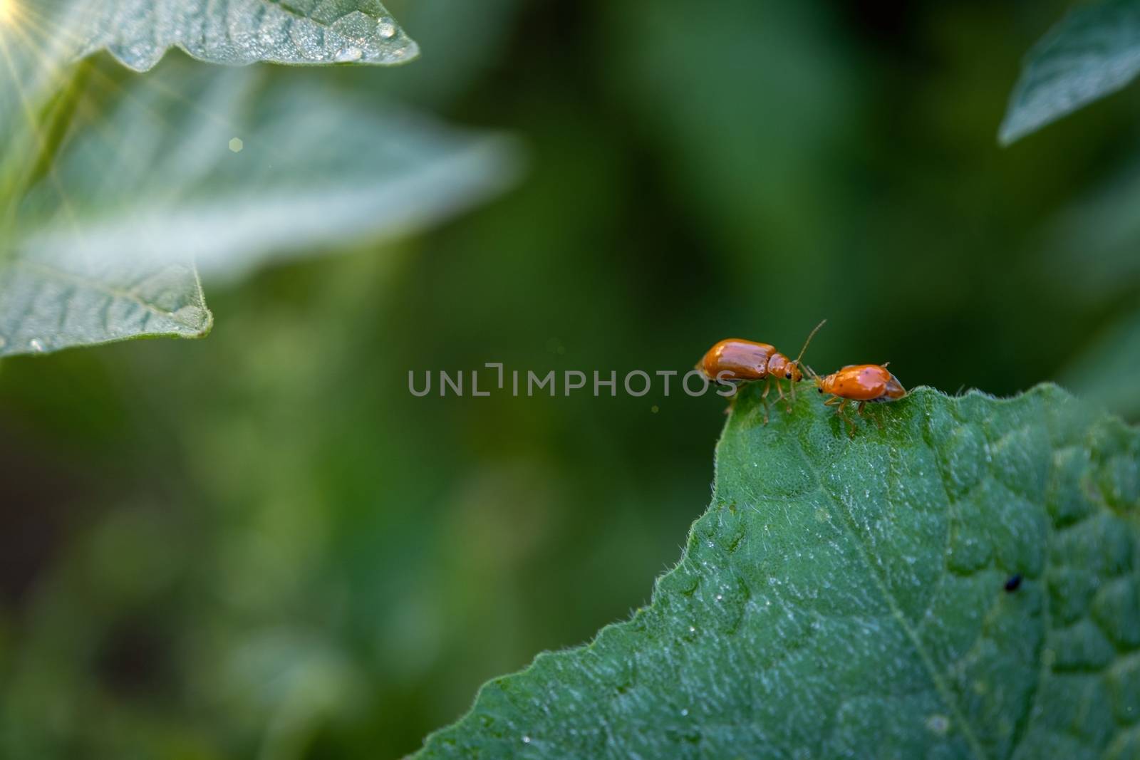 Couple of ladybugs on a Pumpkin leaves over green background by peerapixs