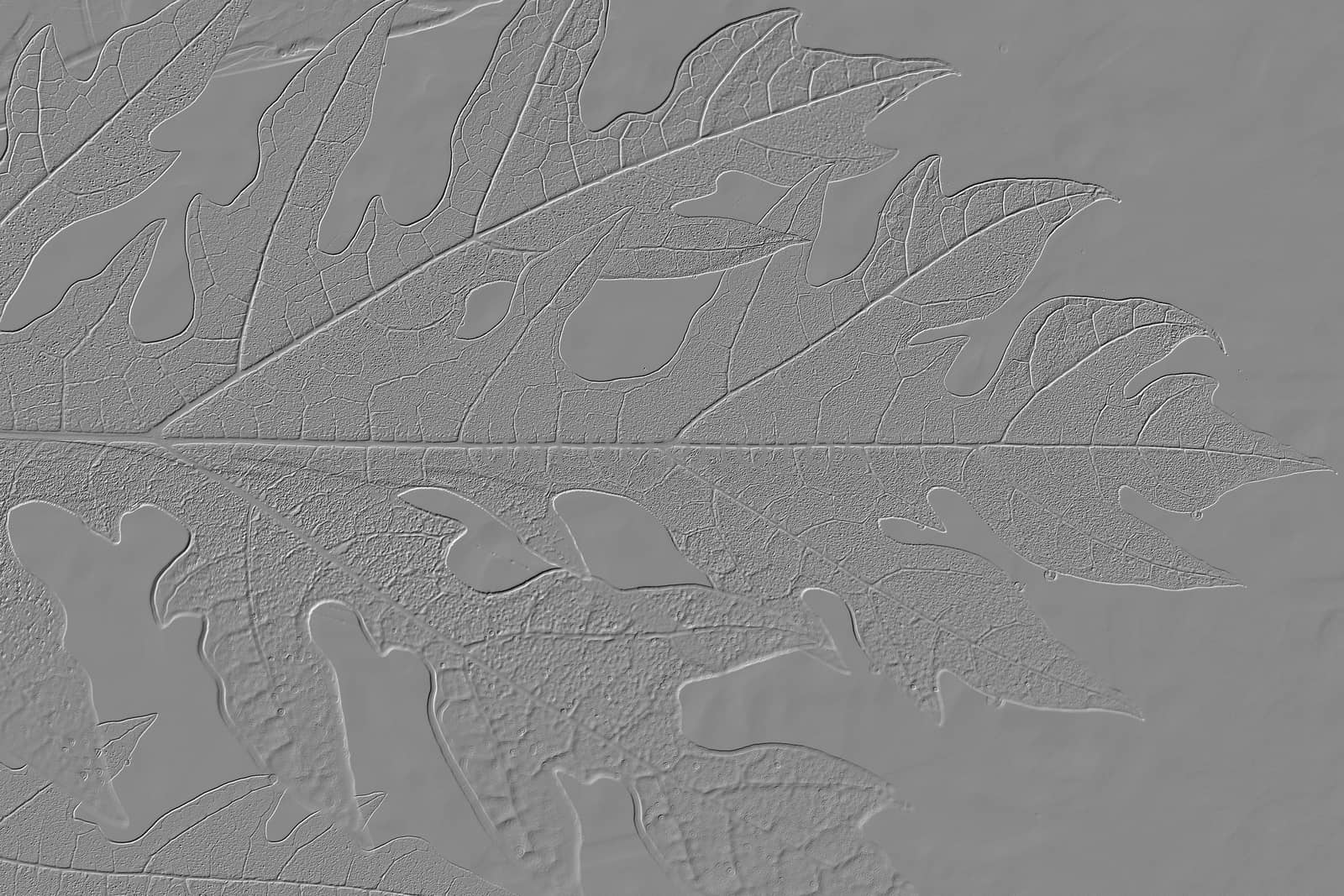 The Lines and Geoglyphs of big papaya leaves for background use