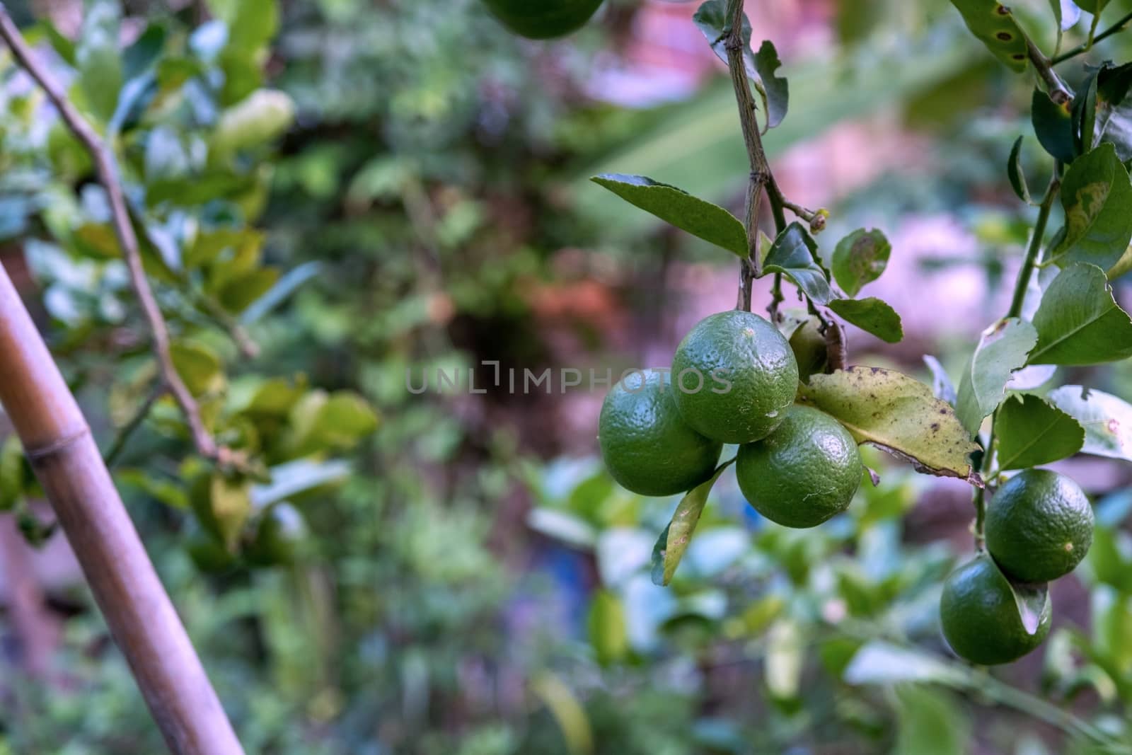 Lime tree in the farm. Raw lime vegetables in nature organic farm by peerapixs