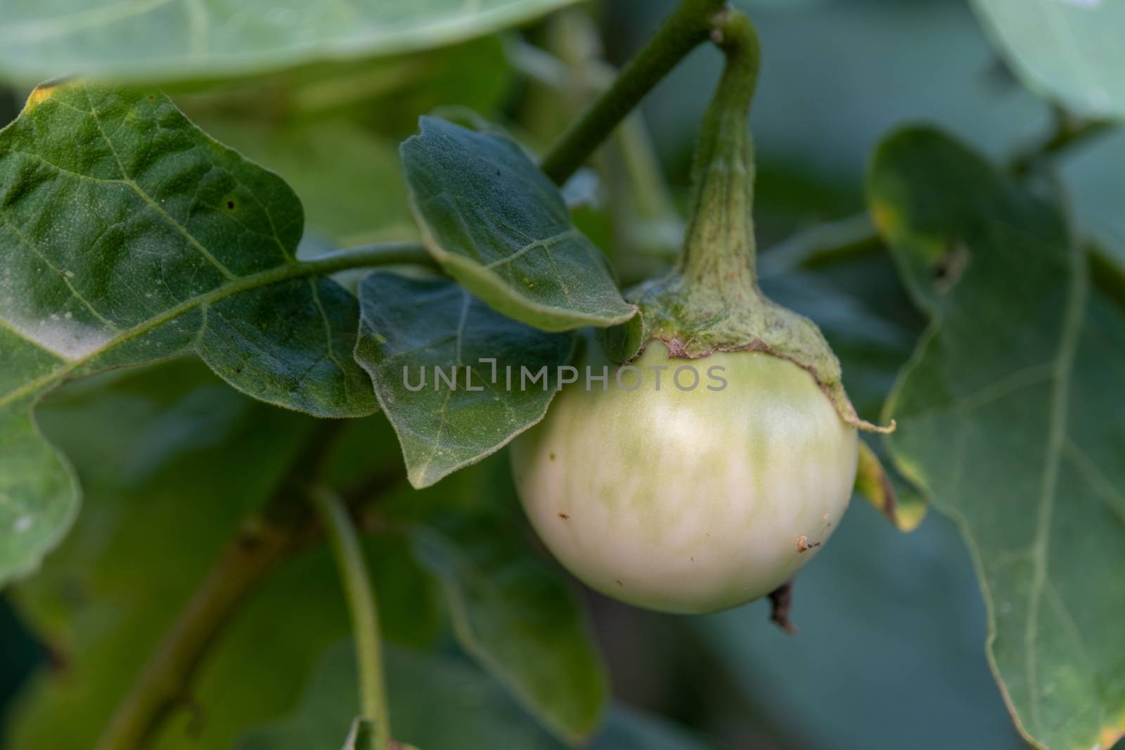 Selected focus closeup Thai eggplant on the tree In the garden by peerapixs