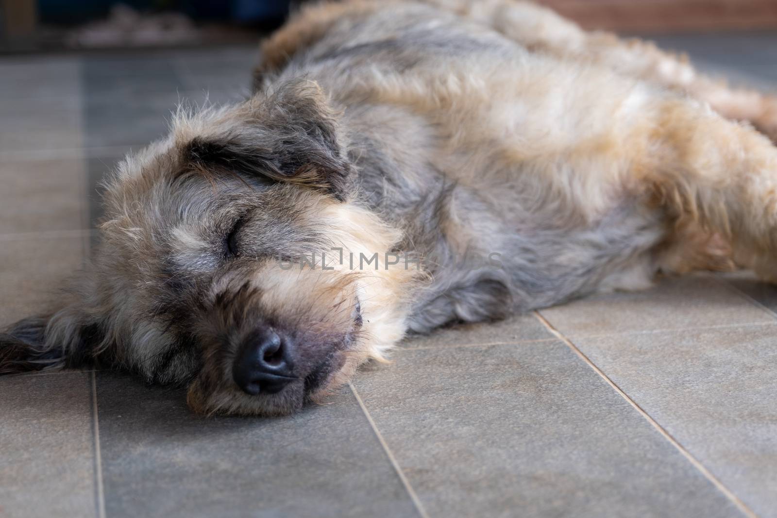 A Dog pet sleep lazy lay down canine sit concept.