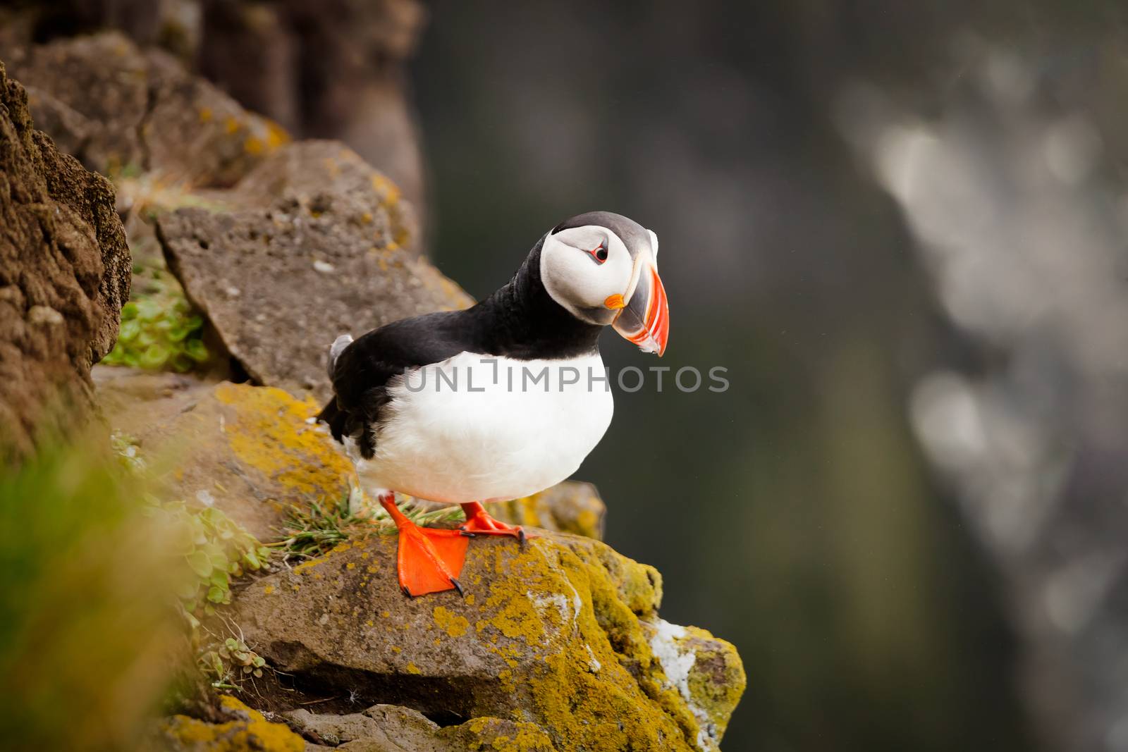 The beautiful Puffin a rare bird specie photographed in Iceland