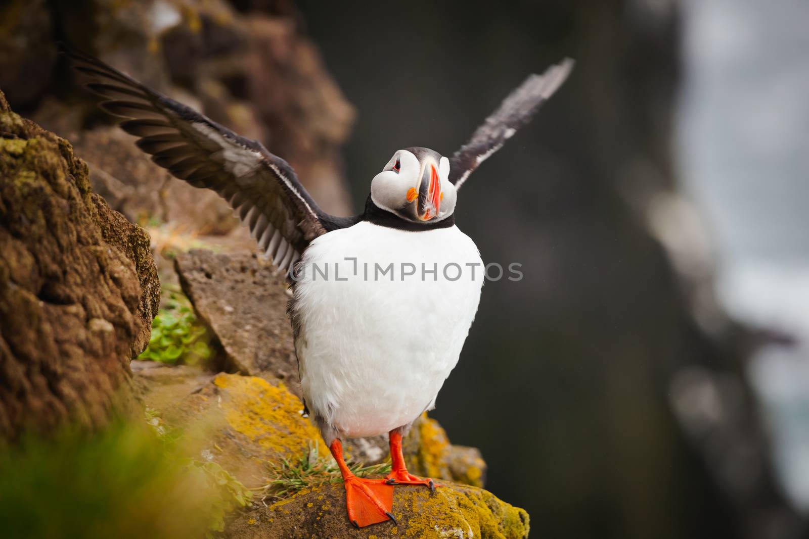 The beautiful Puffin a rare bird specie photographed in Iceland