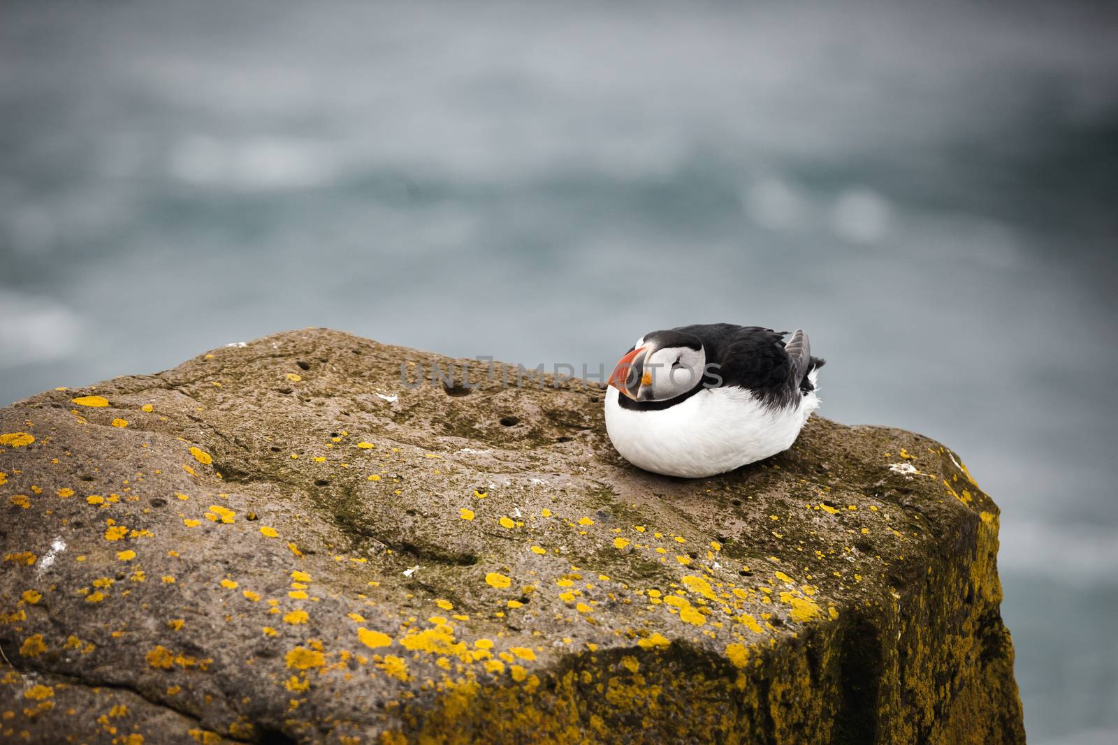 The beautiful Puffin a rare bird specie photographed in Iceland