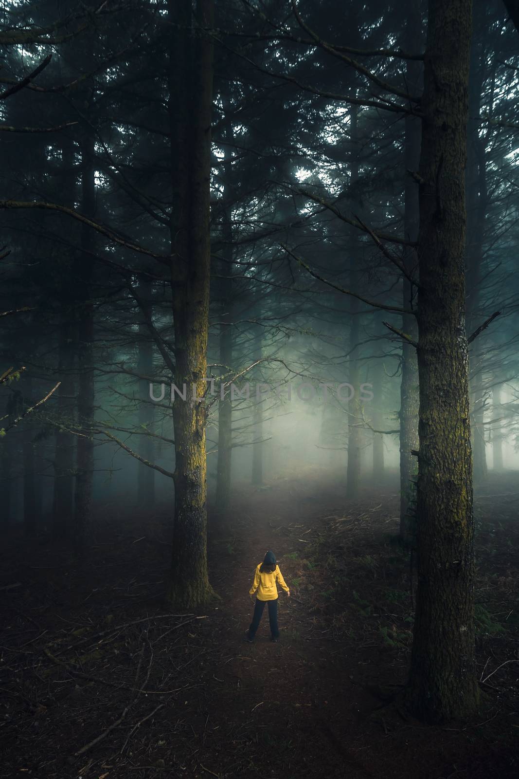 Walking in a forest on a foggy morning by Iko